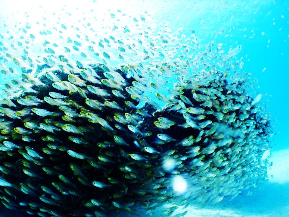 「魚の群れ」は英語で？「群れ」を表すユニーク英語表現１０選
