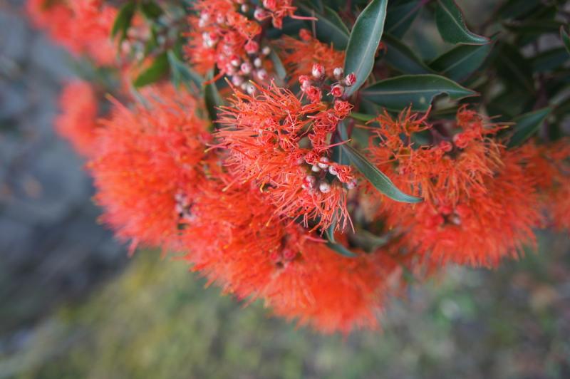 ニュージーランド原産の代表的な花、ポフツカウ