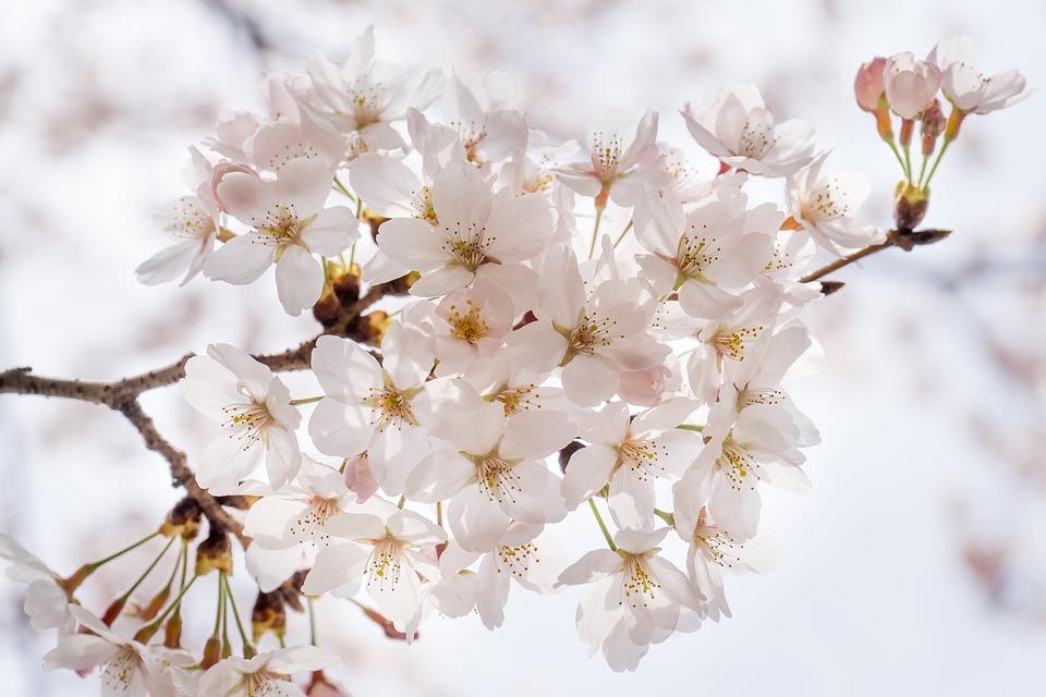 イタリア人が日本の桜・お花見でびっくりすること１０選