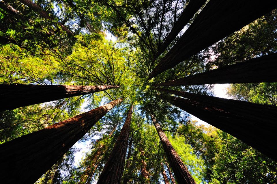 サンフランシスコ近郊おすすめ日帰りレジャー！ミュアウッズ国定公園で大自然とレッドウッドの大木を楽しむ