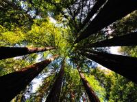 サンフランシスコ近郊おすすめ日帰りレジャー！ミュアウッズ国定公園で大自然とレッドウッドの大木を楽しむ