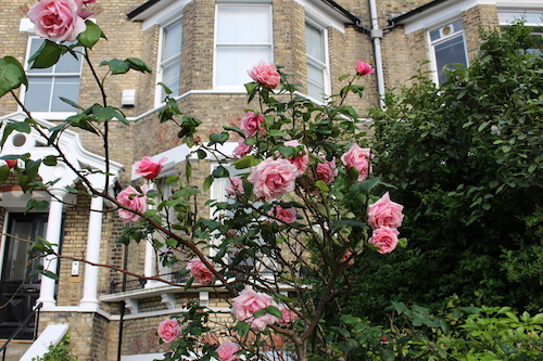 ロンドンの軒先にあるガーデニングの花