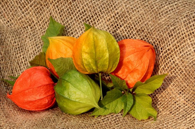 Physalis